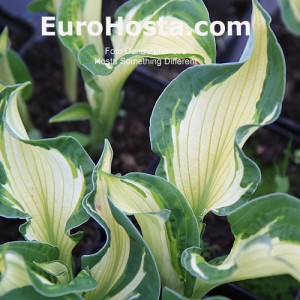 Hosta Something Different - Eurohosta