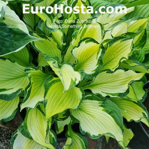 Hosta Something Different - Eurohosta