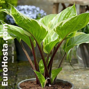 Hosta Sorbet