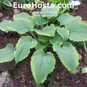 Hosta Spartacus - Eurohosta