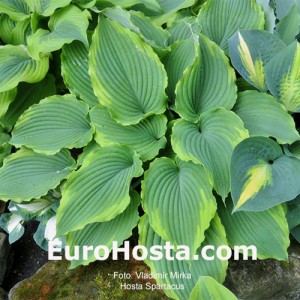 Hosta Spartacus - Eurohosta