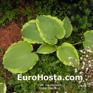 Hosta Spartacus - Eurohosta