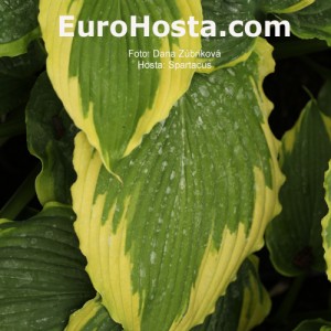 Hosta Spartacus - Eurohosta