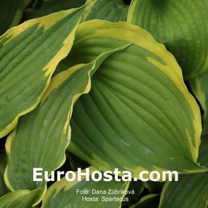 Hosta Spartacus - Eurohosta