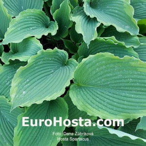 Hosta Spartacus - Eurohosta