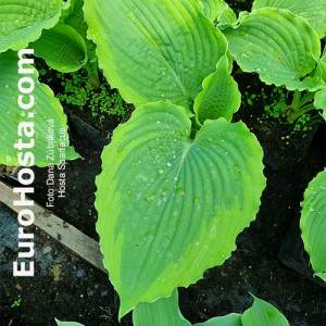 Hosta Spartacus - Eurohosta