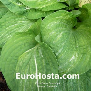 Hosta Spilt Milk - Eurohosta