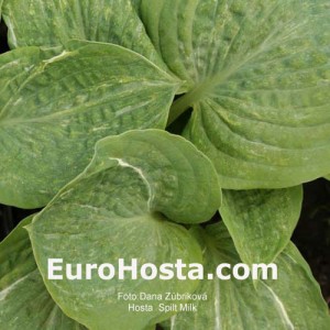 Hosta Spilt Milk - Eurohosta