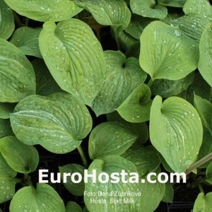 Hosta Spilt Milk - Eurohosta