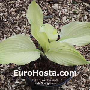 Hosta Spring Ghost