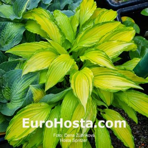 Hosta Spritzer