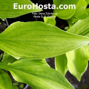 Hosta S.S.Geisha