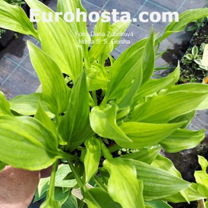 Hosta S.S.Geisha