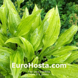 Hosta S.S.Geisha