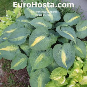 Hosta St. Paul - Eurohosta