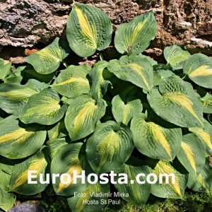 Hosta St. Paul - Eurohosta