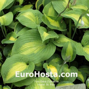 Hosta St. Paul - Eurohosta