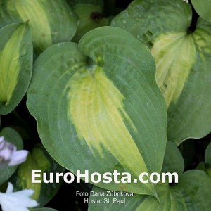 Hosta St. Paul - Eurohosta