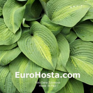 Hosta St. Paul - Eurohosta