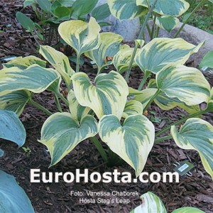 Hosta Stag's Leap