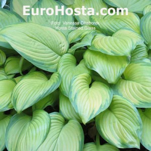 Hosta Stained Glass - Eurohosta