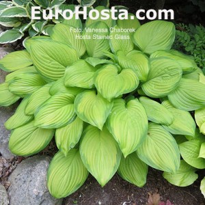 Hosta Stained Glass - Eurohosta