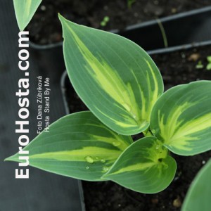 Hosta Stand by Me - Eurohosta