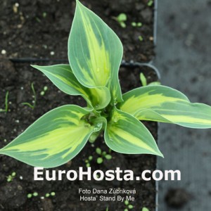 Hosta Stand by Me - Eurohosta