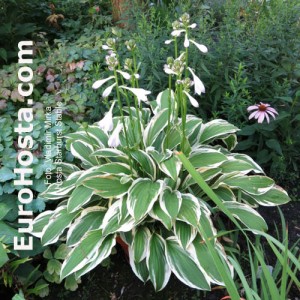 Hosta Starburst Stable