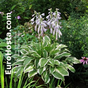 Hosta Starburst Stable