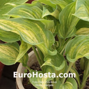 Hosta Stargate