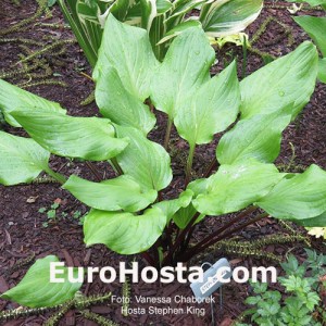 Hosta Stephen King