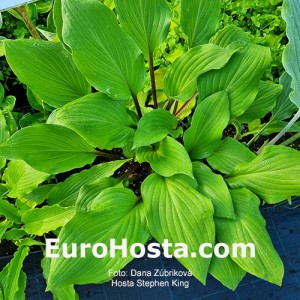 Hosta Stephen King