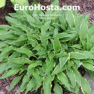 Hosta Stiletto - Eurohosta