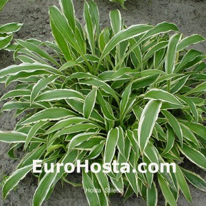 Hosta Stiletto - Eurohosta