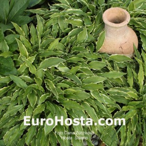 Hosta Stiletto - Eurohosta