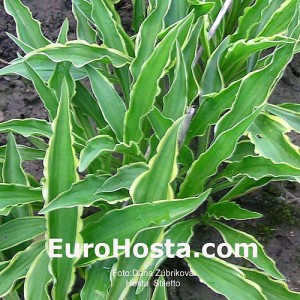 Hosta Stiletto - Eurohosta