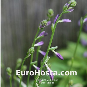 Hosta Stiletto - Eurohosta