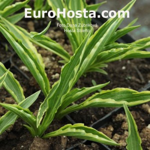 Hosta Stiletto - Eurohosta