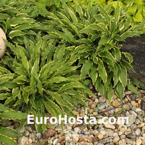 Hosta Stiletto - Eurohosta