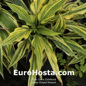 Hosta Striped Weasel - Eurohosta