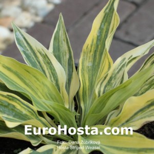 Hosta Striped Weasel - Eurohosta