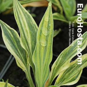 Hosta Striped Weasel - Eurohosta