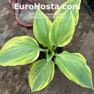 Hosta Striped Weasel - Eurohosta