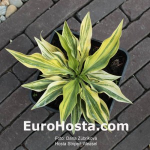 Hosta Striped Weasel - Eurohosta