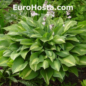 Hosta Striptease