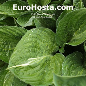 Hosta Striptease