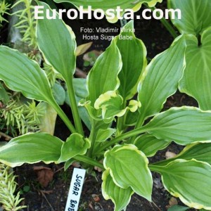 Hosta Sugar Babe