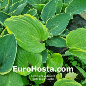 Hosta Sugar cookie