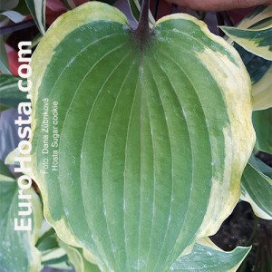 Hosta Sugar cookie